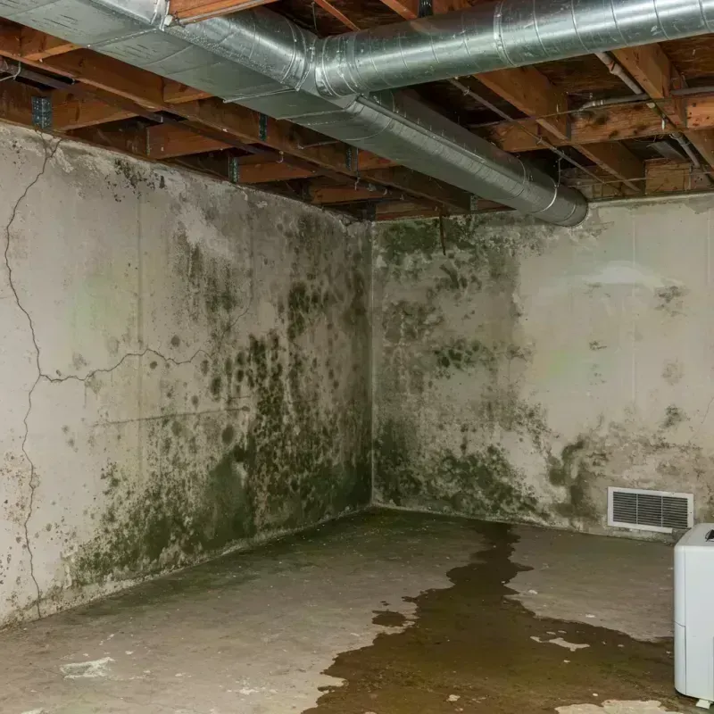 Professional Mold Removal in Collins, MS